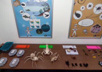 3D modely hmyzu (pavouk, luční kobylka) atd.